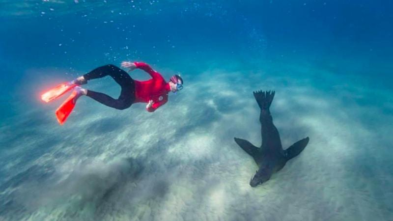 Swim with seals and dolphins in their natural environment on an exciting half day marine adventure!